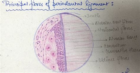 Periodontal Ligament Histology