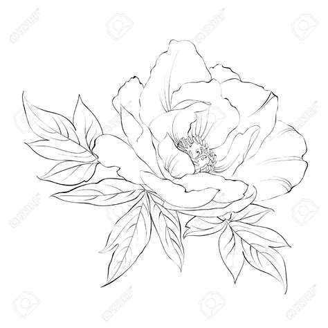 Ink Painting Of Peony Isolated On White Vector Illustration Dessin