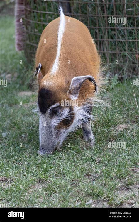 Brush Eared Pig Hi Res Stock Photography And Images Alamy