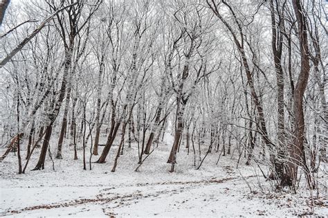 O Parque Coberto Por Uma Fina Camada De Neve No Inverno O Parque