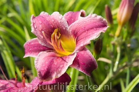 Hemerocallis Summer Wine 2 Liter Pot Bio Daglelie Biologisch