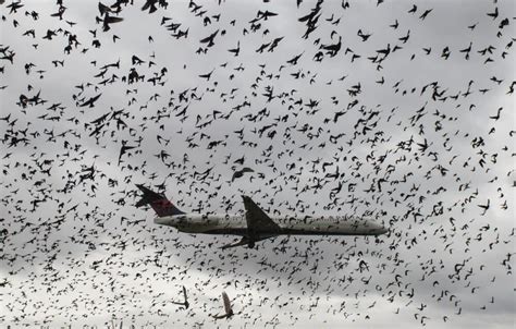 How Dangerous Are Bird Strikes