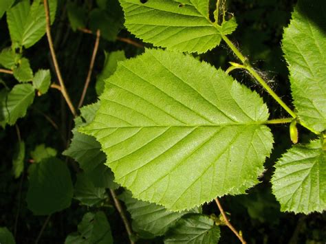 Corylus Avellana European Filbert European Hazel Harry Lauder S