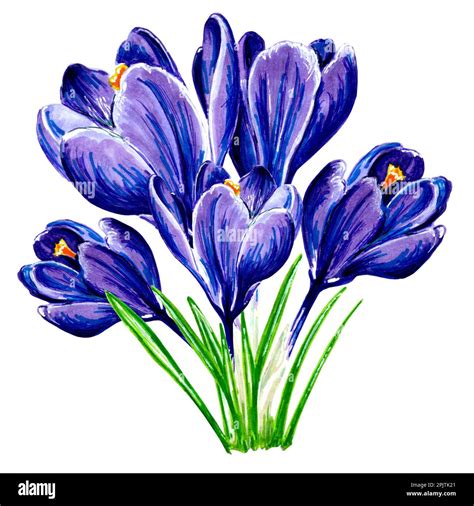 Bouquet Of Blue Crocuses Flowers On White Background Jpeg Floral