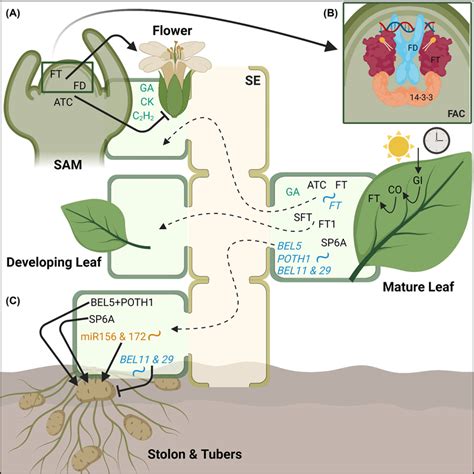 Phloem Mobile Signals In Shoot Development A Transition To Flowering