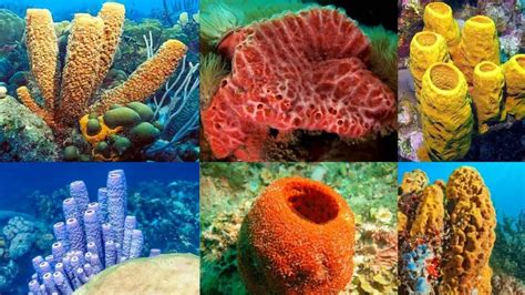 Phylum Porifera Definition Characteristics Classification Biology