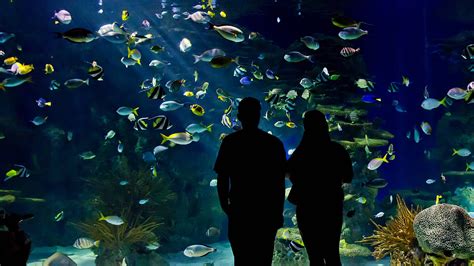 5 Best Things to Do at Ripley’s Aquarium in Gatlinburg | Holidayinnclub.com