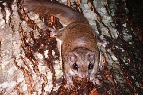 Flying Squirrel Animal Facts Pteromyini Az Animals