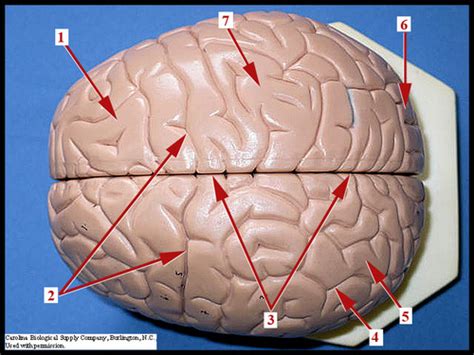 Anatomy Of The Brain Flashcards Quizlet