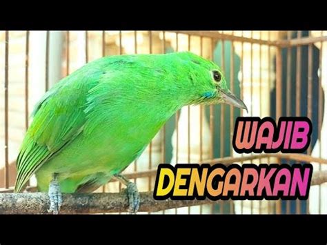 Burung Cucak Ijo Betina Gacor Hiper Nembak Panjang Youtube