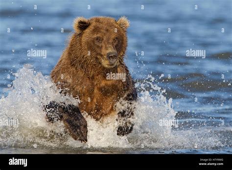 Grizzly Bear Ursus Arctos Horribilis Fishing For Salmon Lake Clark