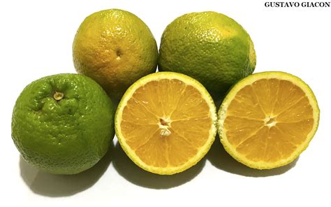 Blog Do Viveirista Laranja Lima Verde Citrus Sinensis