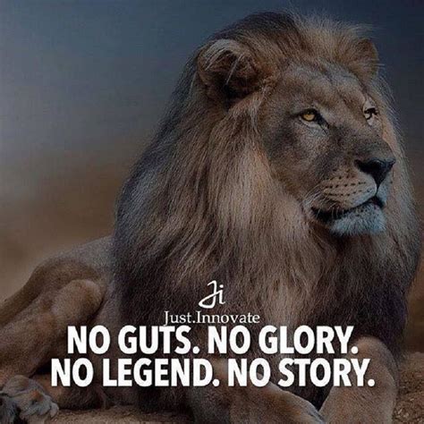 No Guts No Glory Quote No Guts No Glory No Guts No Story Cool Quote