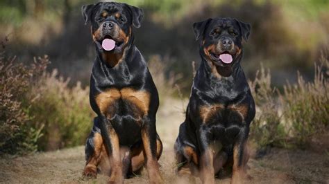 Top 20 Largest Dog Breeds – Forbes Advisor