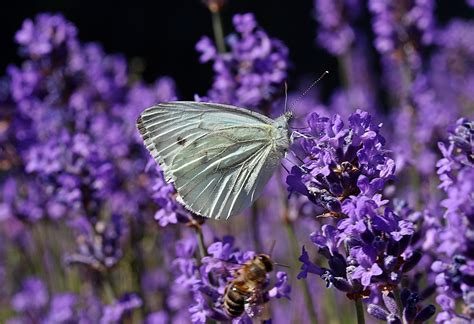 Lawenda wąskolistna Lavandula angustifolia opis wygląd wymagania