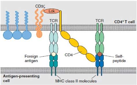 Schematic Model For T Cell Receptor Ligation Engagement Of The Tcr Cd3