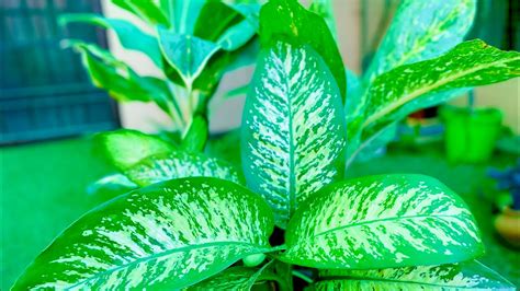 How To Propagate Dieffenbachia From Cutting And Different Types Of