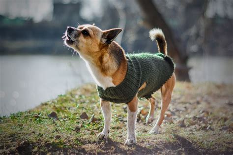 Les Races De Chien Qui N Aboient Pas Ou Peu