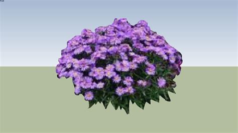 Purple Aster 3d Warehouse