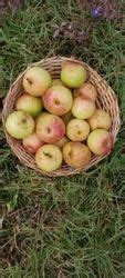 Fruit Plant Ball Sundari Apple Ber Plant Wholesaler From North