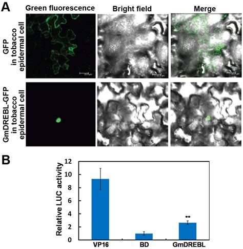 Subcellular Localization And Transactivation Activity Of Gmdrebl A Download Scientific