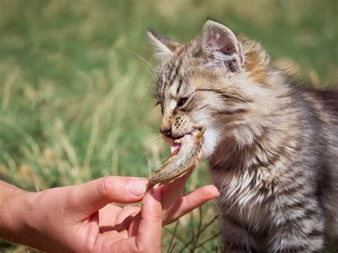 Premium Photo | Small kitten eats a fish.