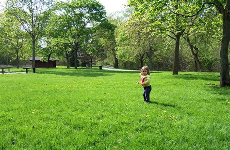 Dandelion Park Clover In The Park Amongst The Dandelions Evan Long