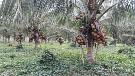 Potensi Kelapa Genjah Dan Dukungan Asosiasi Dalam Mengakselerasi