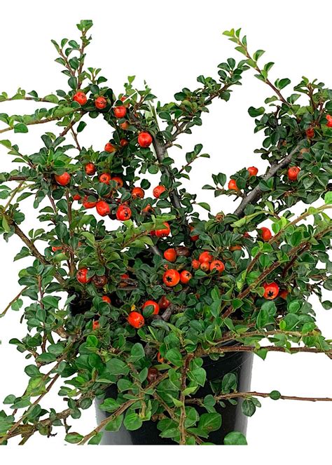 Cotoneaster Apiculatus Cranberry 1 Gallon The Garden Corner