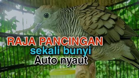 Perkutut Lokal Gacor Raja Pancingan Semua Perkutut Auto Nyaut Kawan