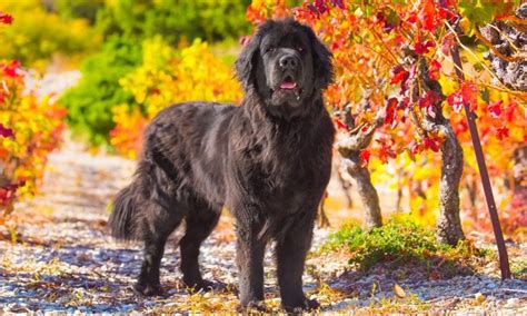 Tibetan Mastiff vs Newfoundland Breed Comparison | BeChewy