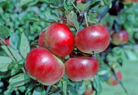 Buy Redsleeves Apple Tree Online CRJ Fruit Trees Nursery UK