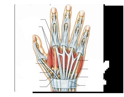 muscles of the dorsal hand Quiz