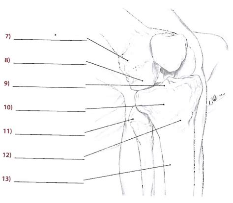 Bony Landmarks Of The Knee And Leg Diagram Quizlet