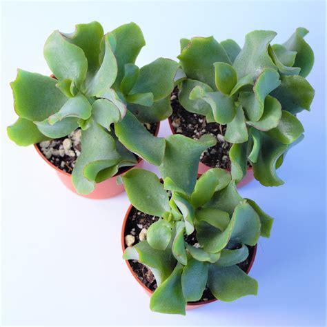 Curly Jade Plant Ripple Jade Plant Crassula Ovata Undulata Etsy Canada