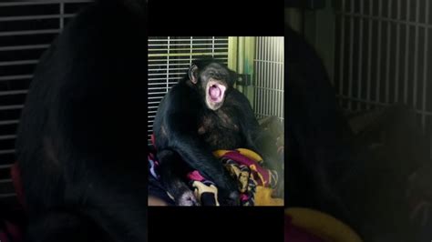 Travis The Chimp Youtube