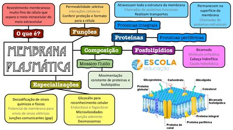 Membrana Plasmatica Mapa Mental Imagen Coggle Diagram Images Images