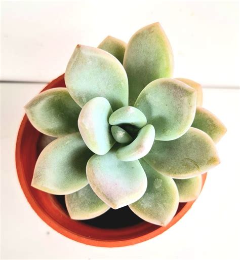 Suculenta Graptoveria Opalina Verde Amor Jardinagem