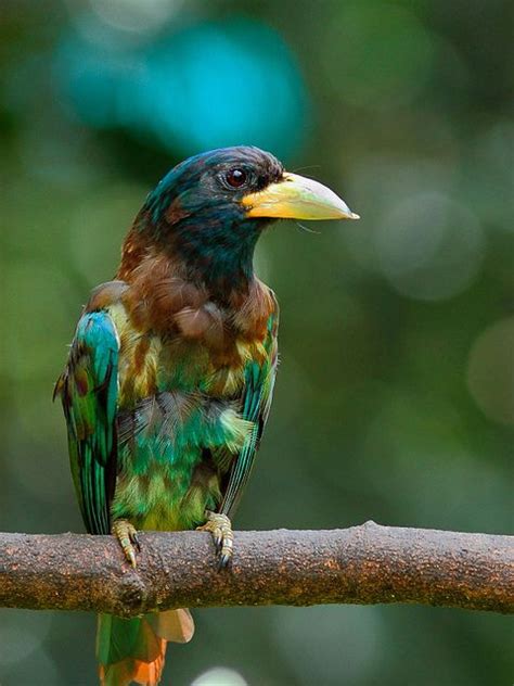 115 best images about Small Tropical Birds on Pinterest | Tropical, Ecuador and Colorful birds