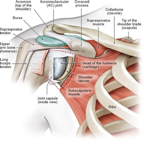 How Does The Shoulder Work Informedhealth Org