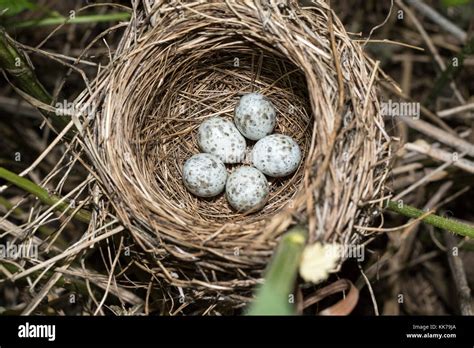 Acrocephalus Palustris The Nest Of The Marsh Warbler In Nature Russia