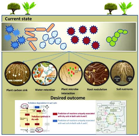 Understanding the molecular details of soil biochemical reactions that ...