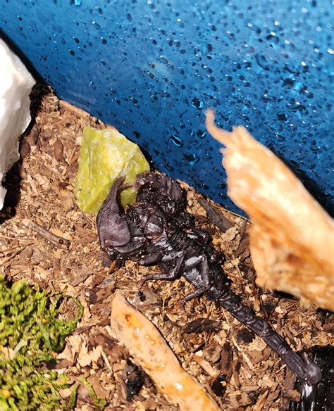 AFS looks wrinkly after molting? : r/Scorpions