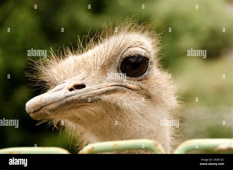 Ostrich Or Common Ostrich Struthio Camelus Is One Of Large Flightless