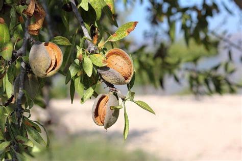 Gambar Pohon Badam Atau Almond