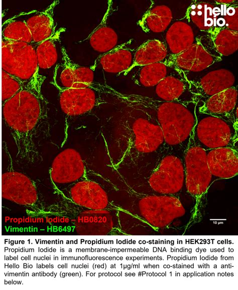 Propidium Iodide Red Fluorescent Cell Viability Dye Hello Bio