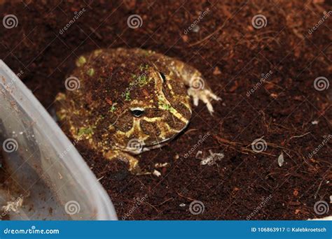 Pac Man Frog Common Pet Frog Stock Image Image Of Food Frog 106863917