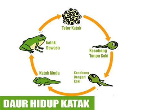 Metamorfosis Katak Sempurna | Fase Telur, Kecebong, Sampai Dewasa