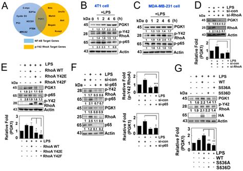 Pcr Primers For Pgk1 Bioneer Corporation Bioz