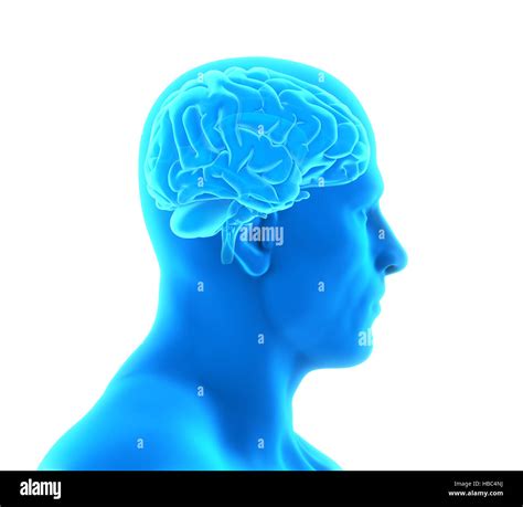 Human Brain Anatomy Stock Photo Alamy